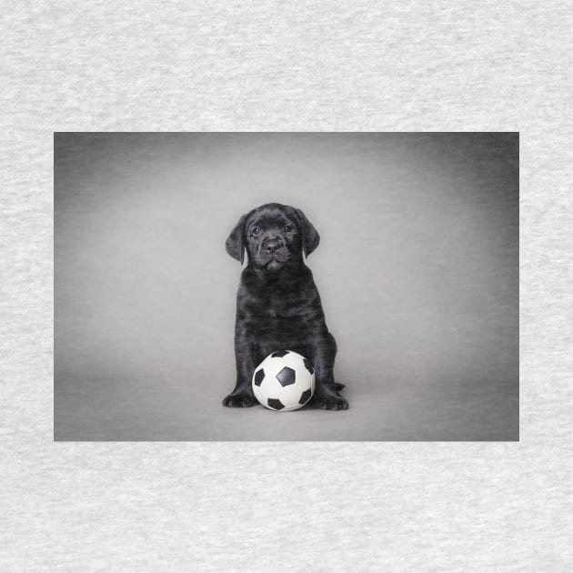 Labrador retriever puppy with ball by PetsArt